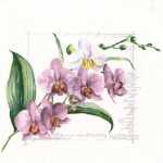 ti-flair Servietten Orchidée pink 33x33cm 20...