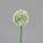 Kunstblume Allium cream 65cm 4099886008169