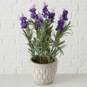 BOLTZE Topfpflanze Lavendel 32cm