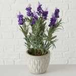 BOLTZE Topfpflanze Lavendel 32cm