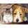 PRACHT Diamond Painting Tierisches Selfie 40x30cm