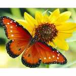 PRACHT Diamond Painting Schmetterling 40x30cm