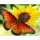 PRACHT Diamond Painting Schmetterling 40x30cm