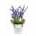 Maped Trinkflasche PICNIK MINIZ Waschbär 500ml