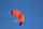 Elliot Drachen Spiderkites Amigo 1.35 135 x 55 orange rtf