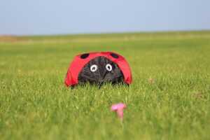 Elliot Ladybug - Windsack