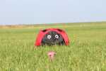 Elliot Drachen Spiderkites Ladybug Windsack