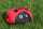 Elliot Drachen Spiderkites Ladybug Windsack