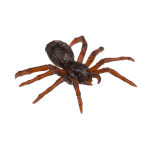 OOTB Spinnen 12er Set im Polybeutel