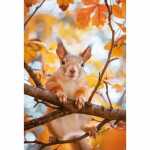 Kurt Eulzer Motivkarte Eichhörnchen im Baum