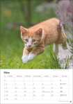 HEYE Wandkalender 2026 Katzen 23,5x33,5cm
