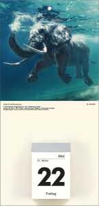 2026 Zettler Bildrückwände für Typ 301/302 Tieremotive sortiert