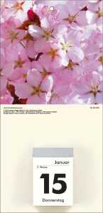 2026 Zettler Bildrückwände für Typ 301/302 Blumenmotive sortiert