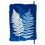 Cyanotype, Sammelmappe 24x32cm