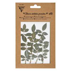 Trockenblumen 10 Stück Grün 2