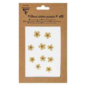 Trockenblumen 10 Stück gelb