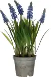 Kunstblume Traubenhyazinthe im Topf blau 27x8,5cm
