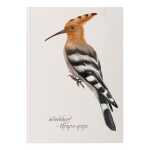 Notizbuch A5 Wiedehopf 128S