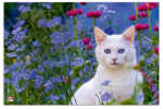 Posterunterlage Katze