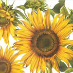 Servietten Premium Sonnenblume 20er 33X33cm