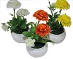 Blume Kugelchrysantheme im weissen Topf, 14cm