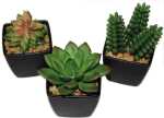Kakteen-Mix, 6-9cm in edlem schwarzem Topf