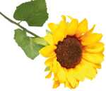 Sonnenblume XL, 13x47cm, liebevoll und filigran...
