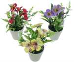 Veilchen Blütenfarbmix 15cm im weissem Topf