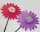 2x Windrad Blumen XXL30cmfaltbar