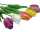 Edle Tulpe 33x4cm, 4 Farben sortiert