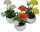 Blume Kugelchrysantheme im weissen Topf, 14cm