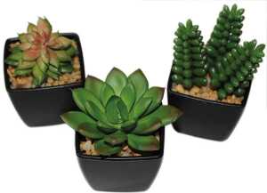 Kakteen-Mix, 6-9cm in edlem schwarzem Topf