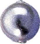 KNORR PRANDELL Wachsperlen Rundperle Ø 12 mm...