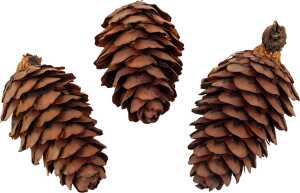 Dekoartikel Natur LäRecyclingpapierhenzapfen ca. 2 - 4 cm