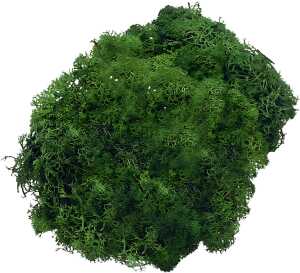 KNORR PRANDELL 216695469 Islandmoos Naturmoos gefärbt tannengrün