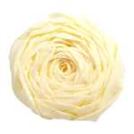 Clairefontaine Krepppapier 250x50 elfenbein 10R