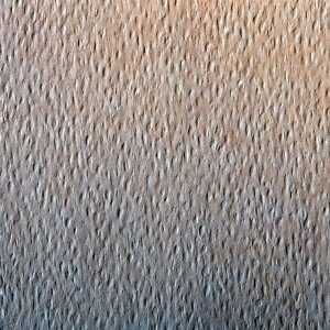 Clairefontaine Zeichenpapier A4 160g Ocker 25Bg