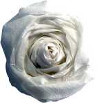 Clairefontaine Krepppapier 250x50 weiss