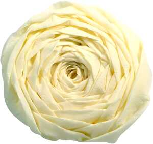 Clairefontaine Krepppapier 250x50 elfenbein