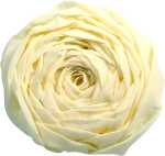 Clairefontaine Krepppapier 250x50 elfenbein