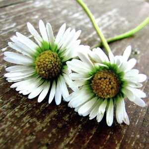 Sigel Faltkarte DL 220g Gutschein DC402