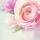 SIGEL DP004 Motiv-Papier - Rosen - grün/rosé - 90 g/m² - A4 - 50 Blatt
