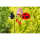 HQ Windspiel Paradise Critter Ladybug