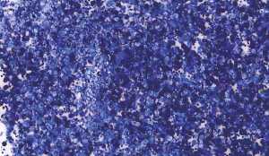KNORR PRANDELL 218099137 Glitterfarbe Flaky Glue dunkelblau
