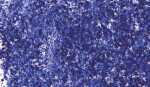 KNORR PRANDELL 218099137 Glitterfarbe Flaky Glue dunkelblau