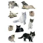 Herma Sticker DECOR Tiere Katzenfotos 3 Bl 4008705034333