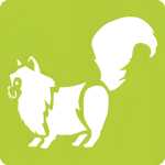 Avenue Mandarine Set 6 Schablonen Haustiere