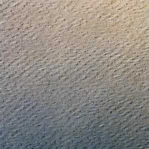 Clairefontaine Zeichenpapier 50x65 160g gelb 24Bg