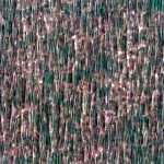 Clairefontaine Kreppapier wasserabw 2,5x0,5m bordeaux