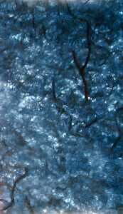 Clairefontaine Maulbeerpapier 65x95 marinebl 10Bg